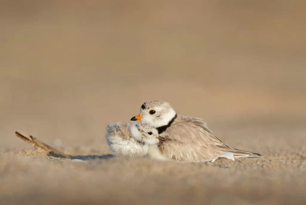 image of mother bird protecting hatchling